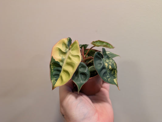 Philodendron Billietiae Variegata 8cm