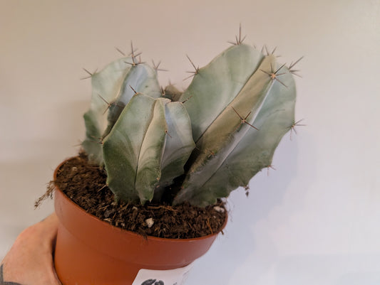 Cactus Ritterocereus Pruinosus 13cm 👻 Grade B