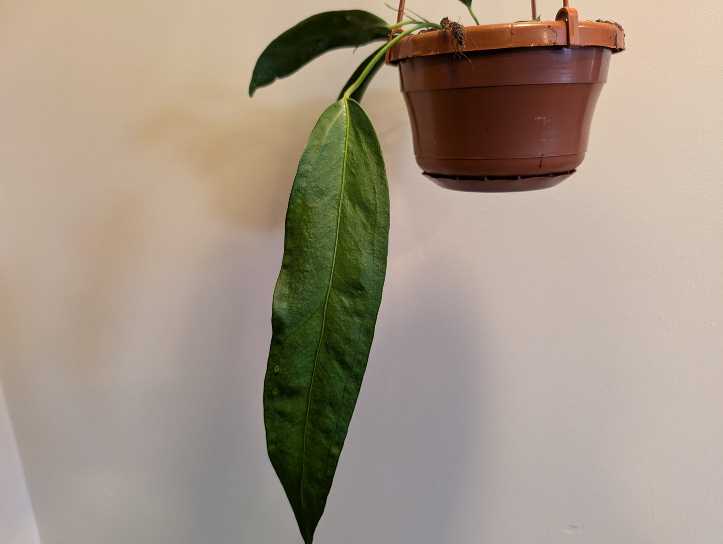 Anthurium Wendlingeri 14cm