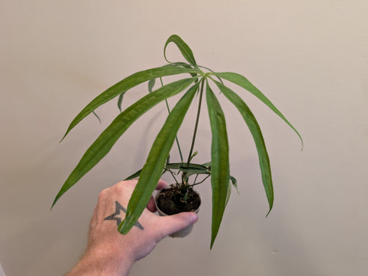 Anthurium Eminem 7cm Pre Order