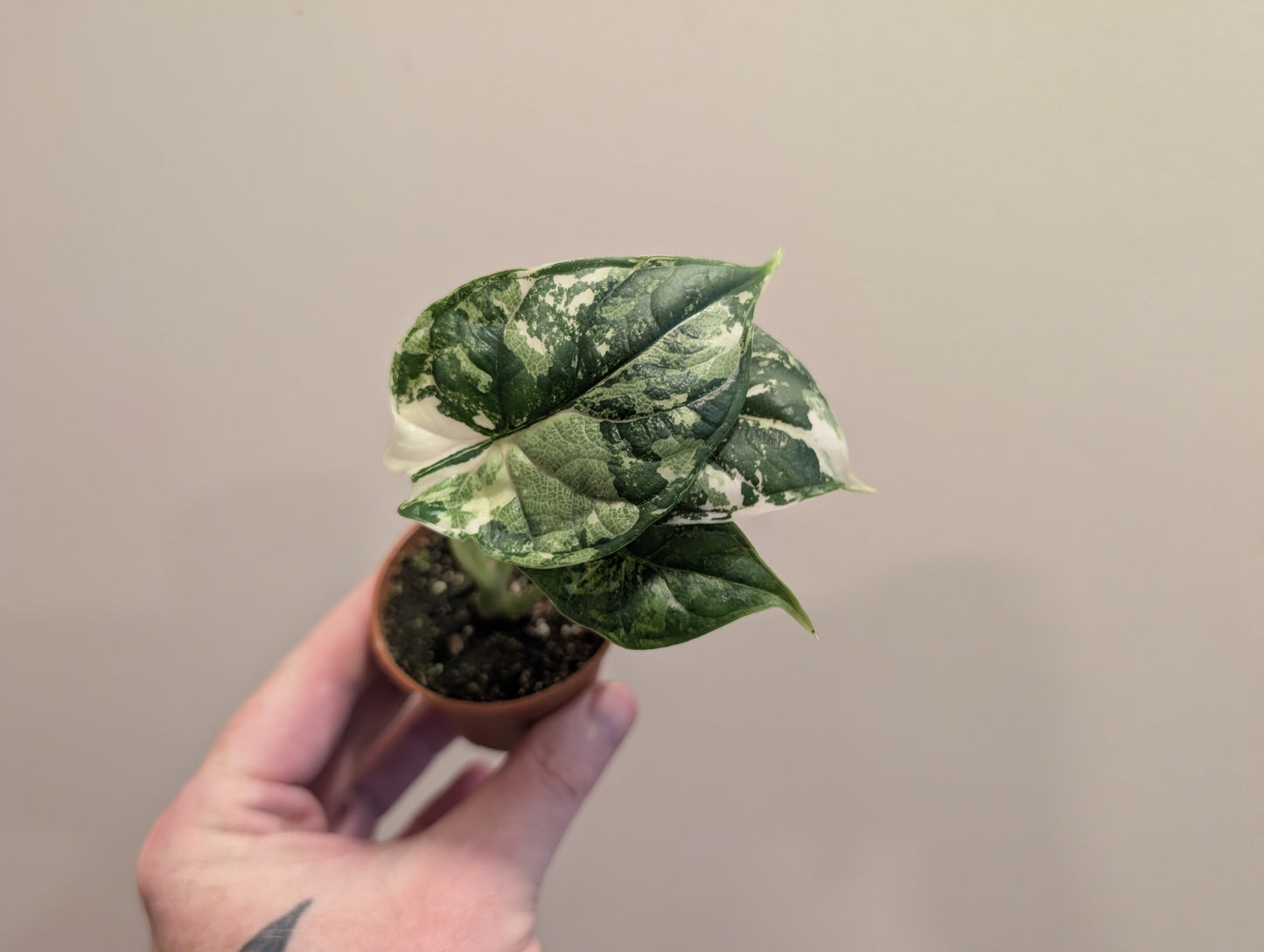 Alocasia Dragon Scale Albo 6cm