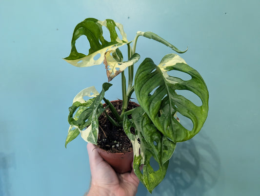 Monstera Adansonii Variegata 12cm