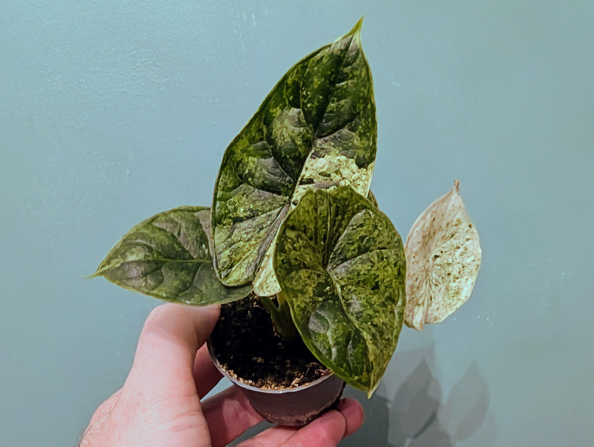Alocasia Dragon Scale Mint 6cm