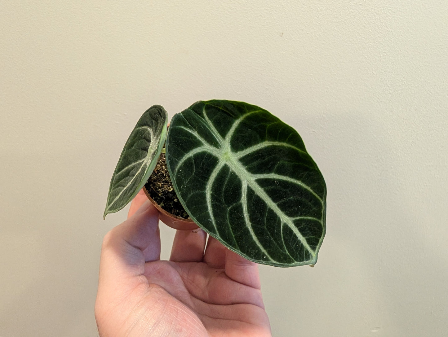Alocasia Ninja 6cm