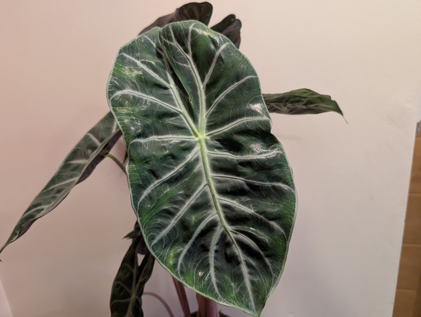 Alocasia Pink Dragon 14cm ⚡