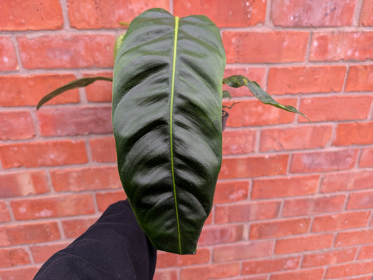 Philodendron Patriciae 14cm