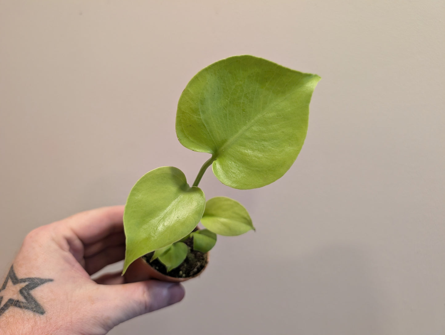 Monstera Golden/Lemon Lime 6cm