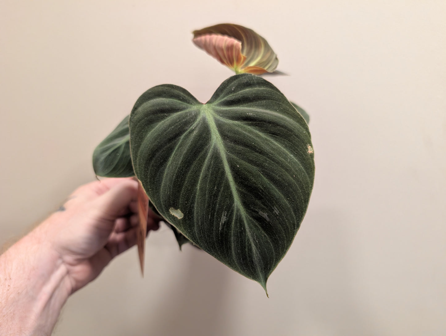 Philodendron Choco Red 12cm