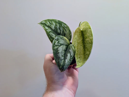 Scindapsus Hologram 7cm