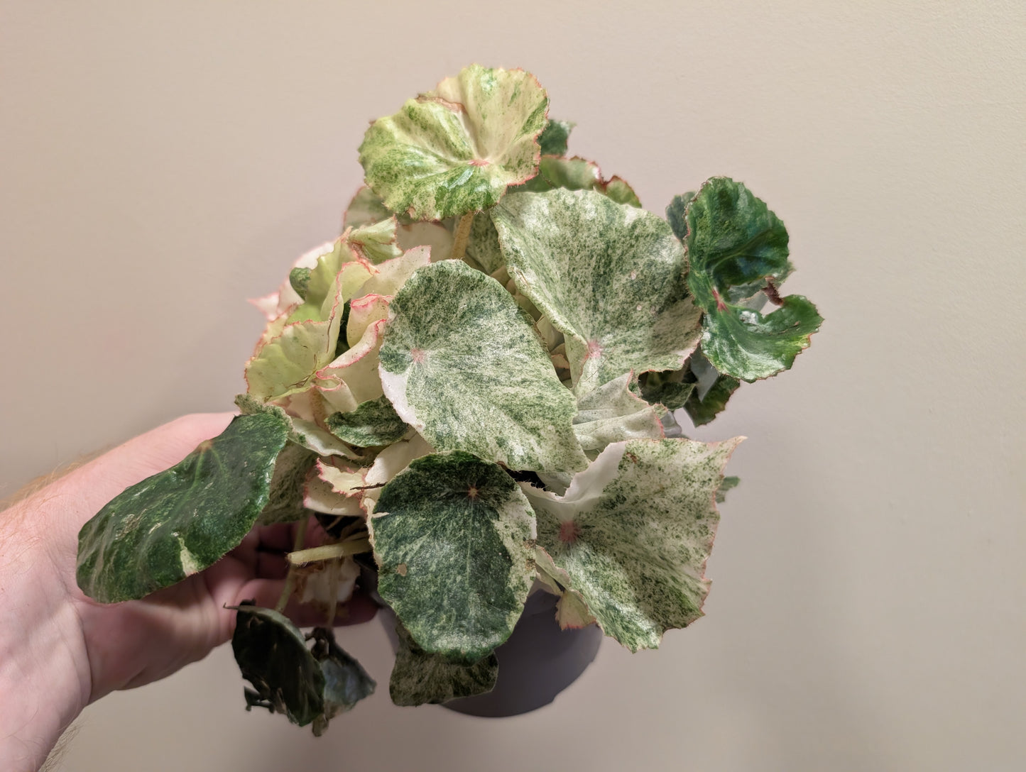 Begonia Rouge Variegata 13cm