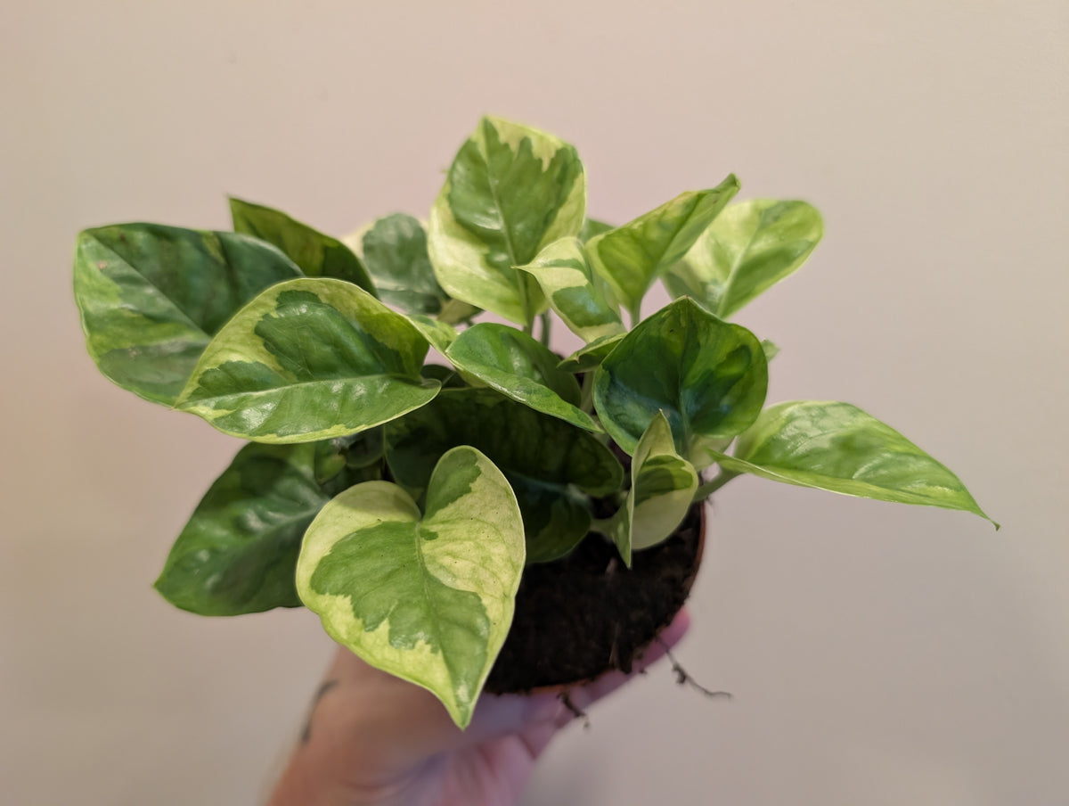 Epipremnum Lemon Joy