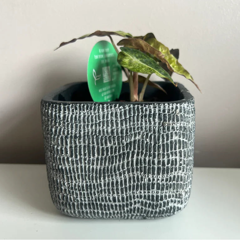 Siri Square Pot