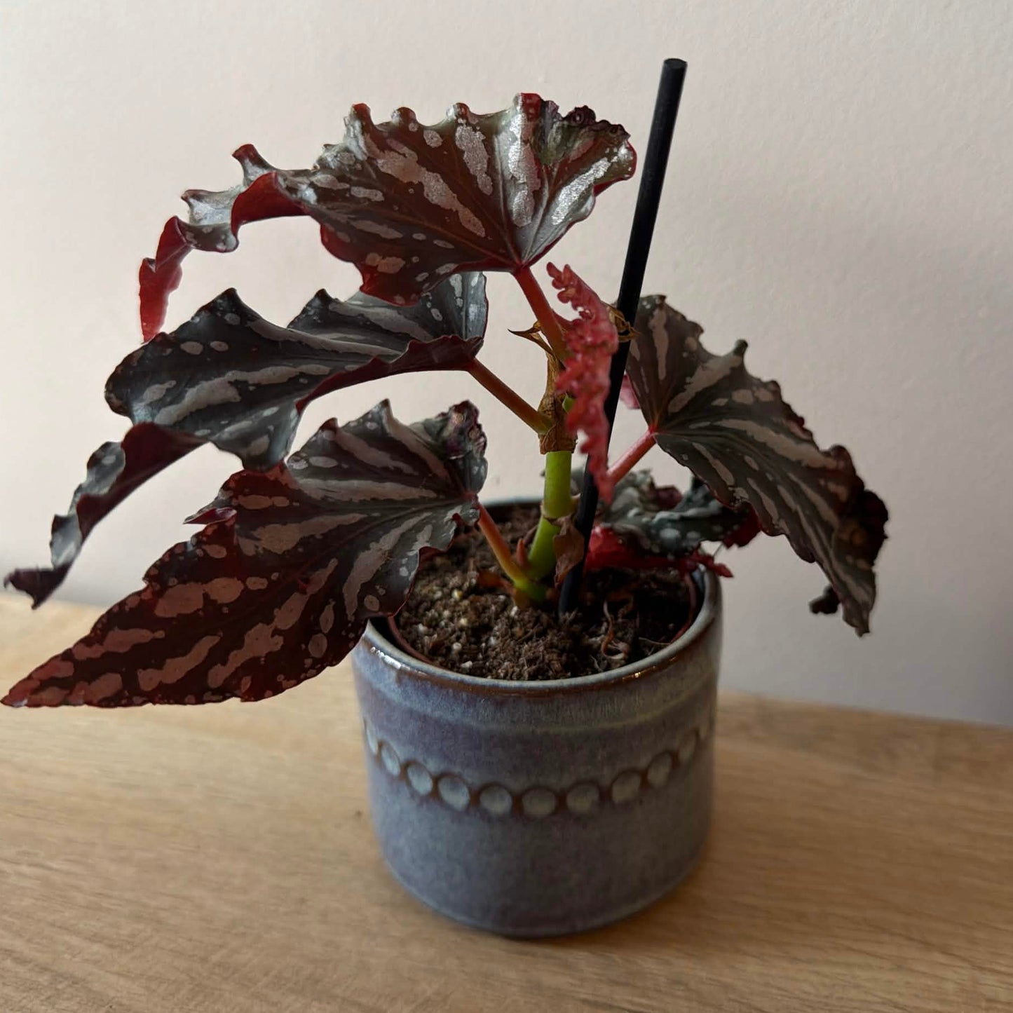 Artisan Earth Pot